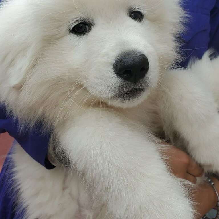 Great pyrenees puppy + crate, supplies and training with pro