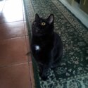 Sweet little Black cat-1