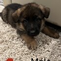 German shepherd puppies forsale-1