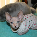 Female Sphynx Kitten-1