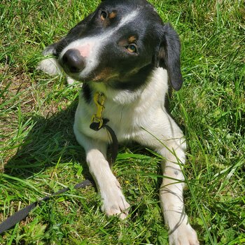 DIAMOND - Black White Border Collie