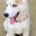 Top Quality Siberian Husky Puppies-2