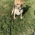 9 year old male (neutered) dog Rocky for rehoming -0