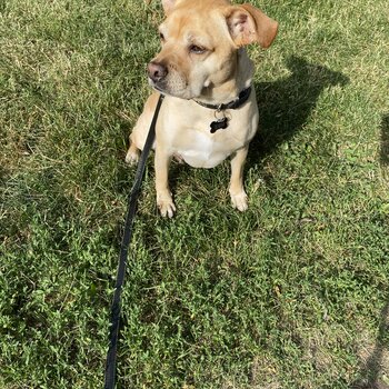 9 year old male (neutered) dog Rocky for rehoming 