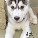 Top Quality Siberian Husky Puppies-4