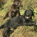 Purebred Labrador Puppies-3