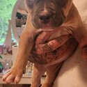 Pocket American Bully puppies-3