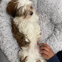 Adorable  Male Yorkie/ Shih Tzus -0