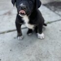 Puppy’s for sale-3