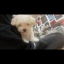 Maltipoo puppy for sale-4