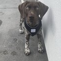 German shorthaired pointer GSP pup-1