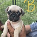 Pug babies -1