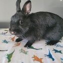 Free cute female rabbit to give in Terrebonne City -2