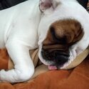 Beautiful English bulldog-2