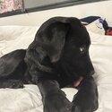 Cute black lab -1