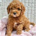 Cavoodles Puppies for adoption  male and female. -2