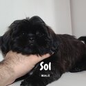 Quality Pure Bred Choco Liver Shih Tzu puppies-0