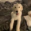 1 year old male neutered  Labradoodle -4