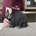 Pedigreed Rabbits for Sale-4