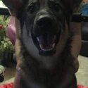 ONTARIO LOCATED GERMAN SHEPHERD TO GOOD HOME -0