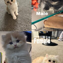 British shorthair X Persian kittens-1