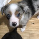 Border collie puppies -4