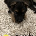 German shepherd puppies forsale-0