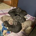 ABKC registered bully pups -1