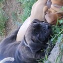 Mastiff Puppies-5