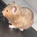 1 year old male syrian hamster brown rehome-3