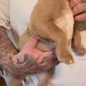 Pocket American Bully puppies-1