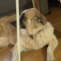 Great Pyrenees/ German Shepard -2