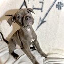 Puppies Ready For Adoption -5