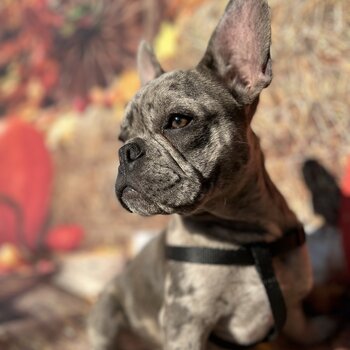 Beautiful French Bulldog 