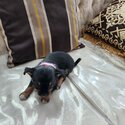 Puppies for sale-5