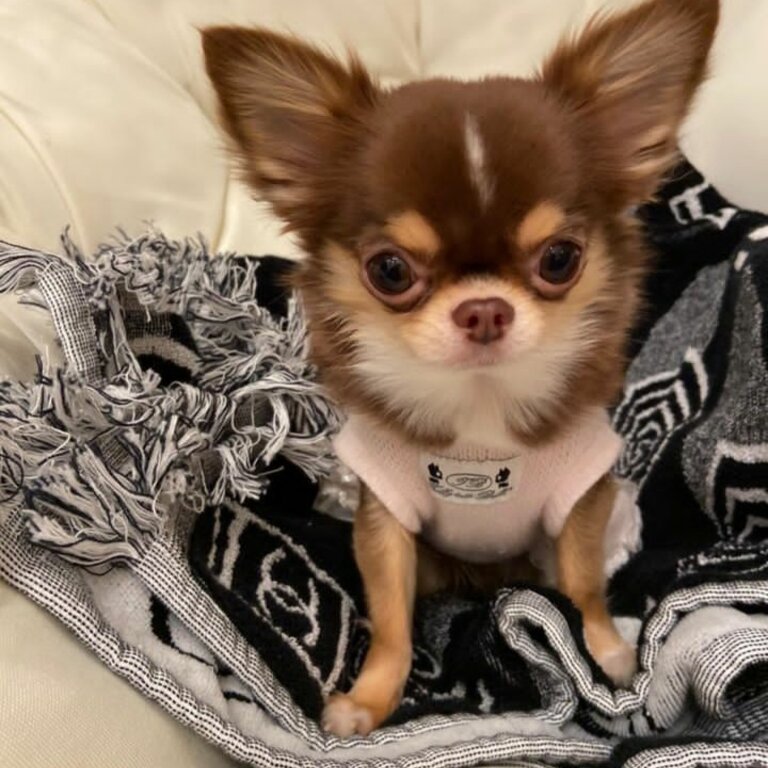 Lola The Applehead Chihuahua