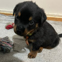 Purebred Rottweiler puppies-3