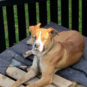 Ace, 8 month old Staffordshire bull terrier cross -1