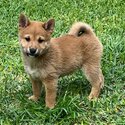 Shiba Inu male puppy -1