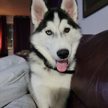 Rehoming my husky theo