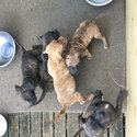 Mastiff/American Bull Dog Cross pups 8 wks Brindles-1