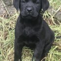 Purebred Labrador Puppies-0