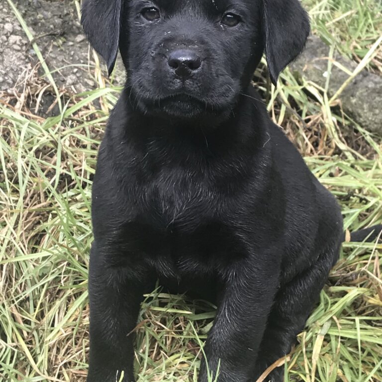 Purebred Labrador Puppies