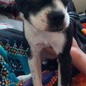 Mini boxer chihuahua mix he's a very loving dog he is as big as a chihuahua and he's done growing.-2