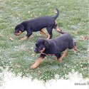 Purebred Rottweiler Puppies ready to go to their forever home -1