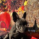 Beautiful French Bulldog -1