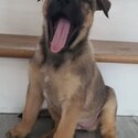 Malinois X -1