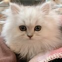 Well Trained Persian Cat  / Kitten for Sale-0