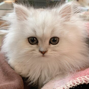 Well Trained Persian Cat  / Kitten for Sale