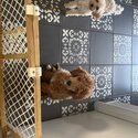 Miniature poodle 9 months old-5